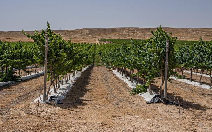 כרמים במדבר צילום עמית גלבר