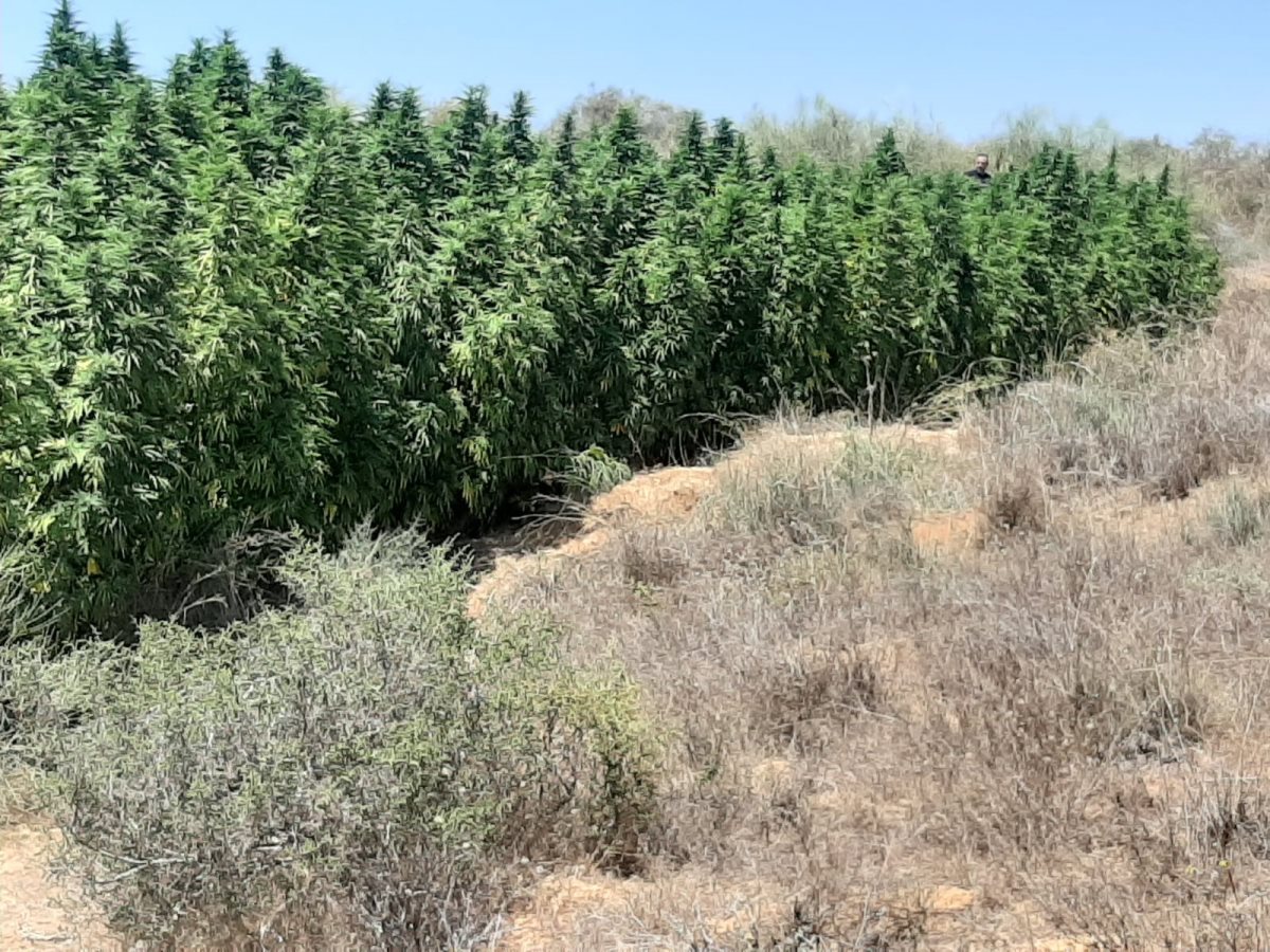 השתילים בשטח - דוברות משטרה