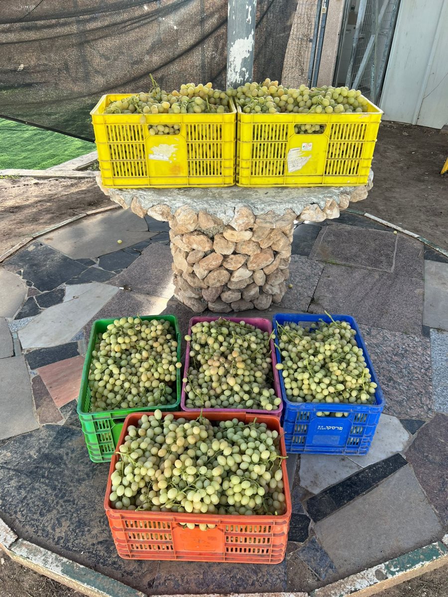 צילום דוברות משטרה