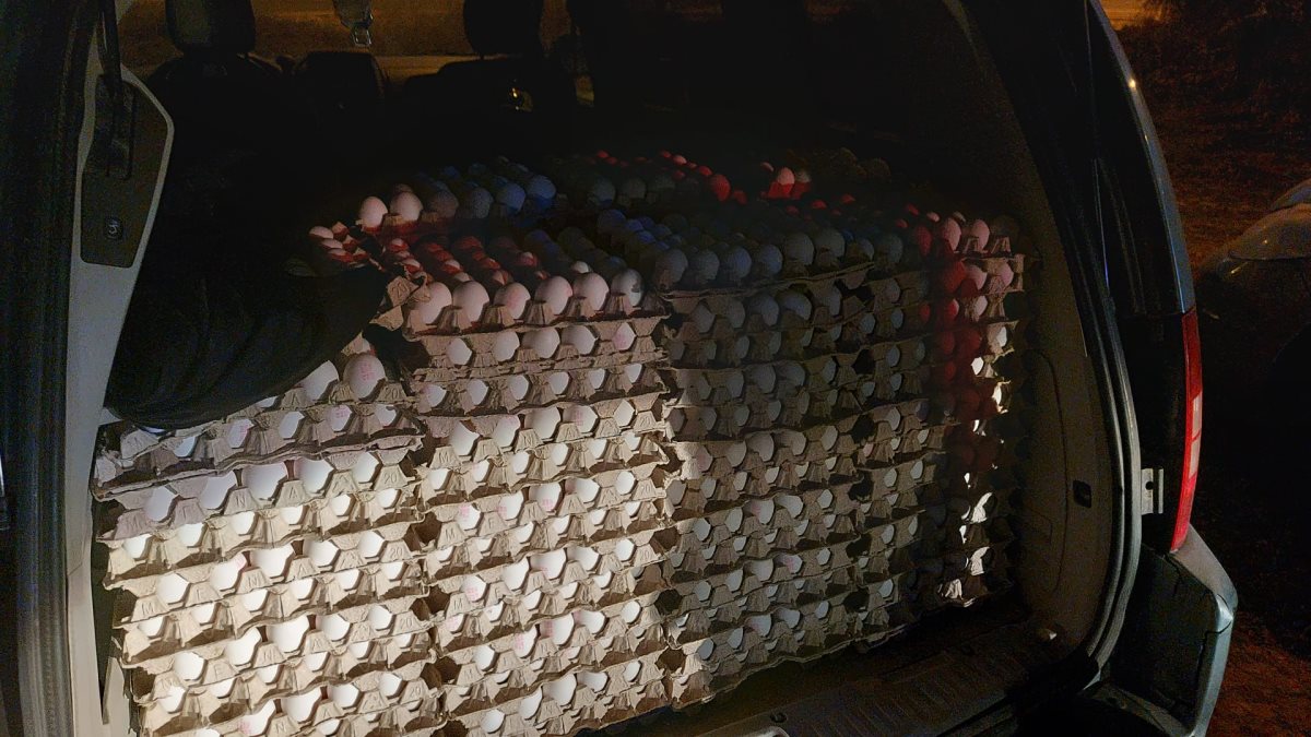 צילום דוברות משטרה 