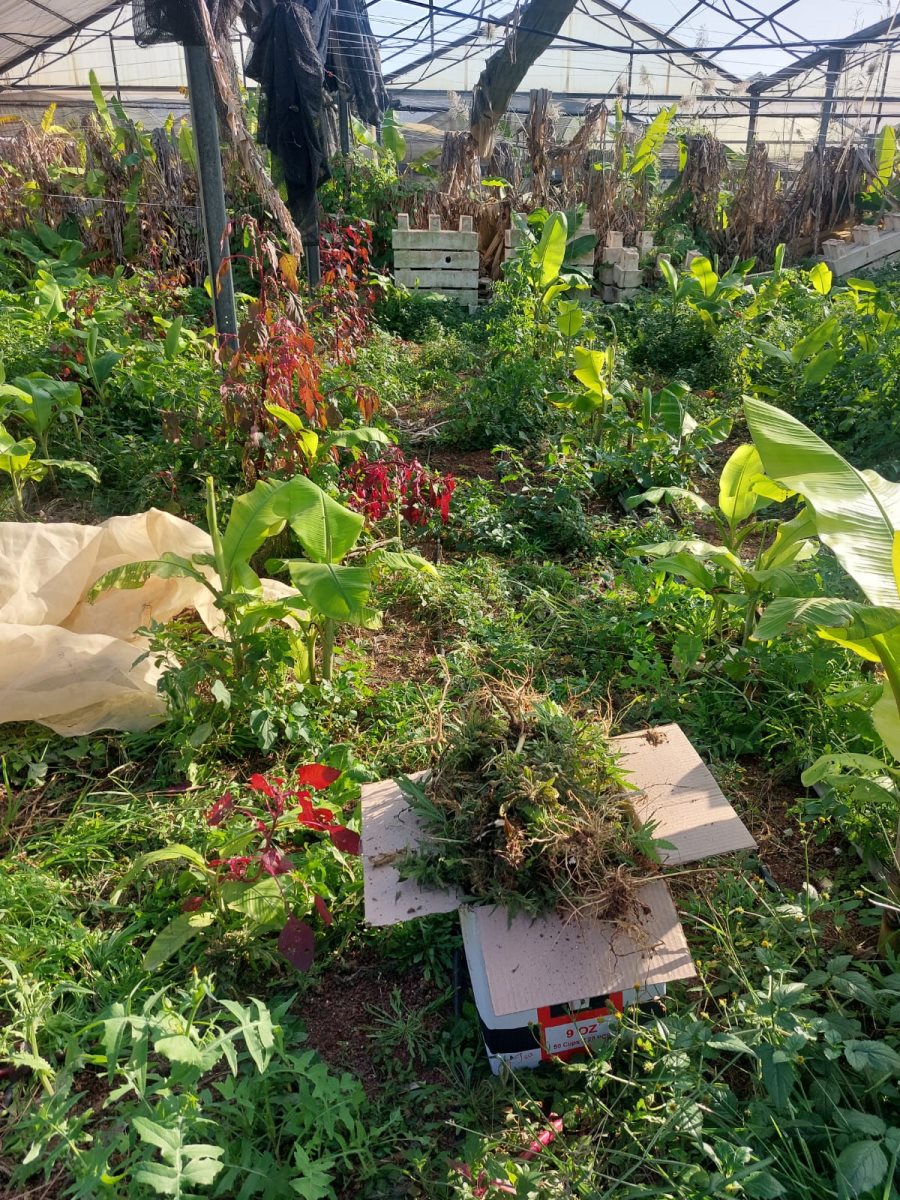 דוברות משטרה