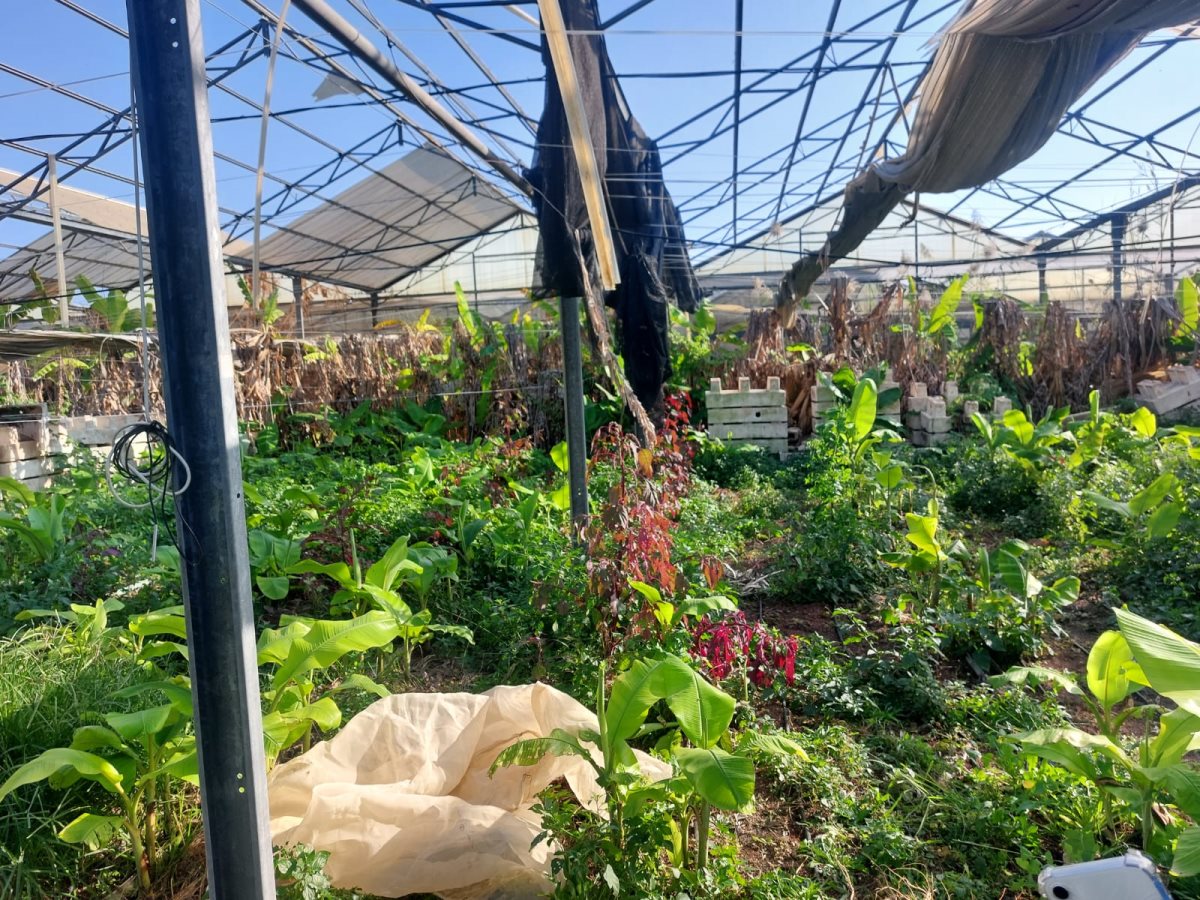 דוברות משטרה 