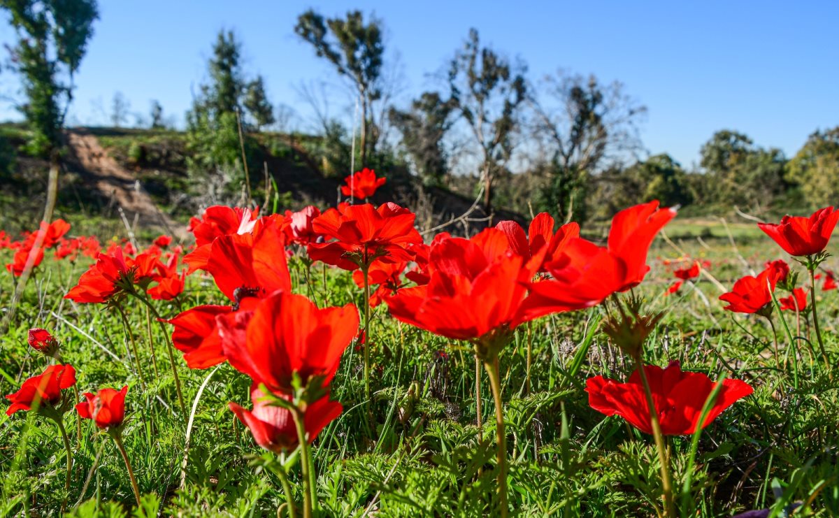 דרום אדום -צילום אמנון זיו