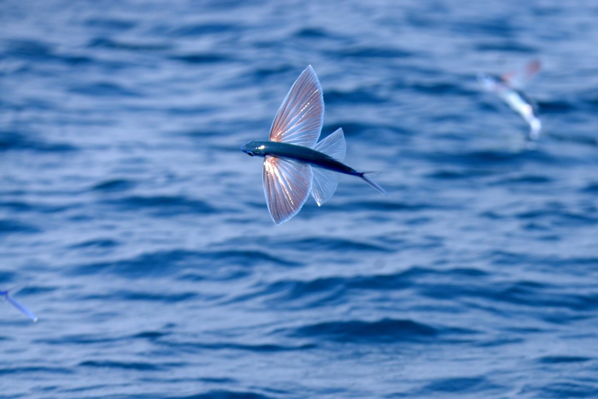 דג דאון אטלנטי בים אבטח. צילום: גיא לויאן, רשות הטבע והגנים