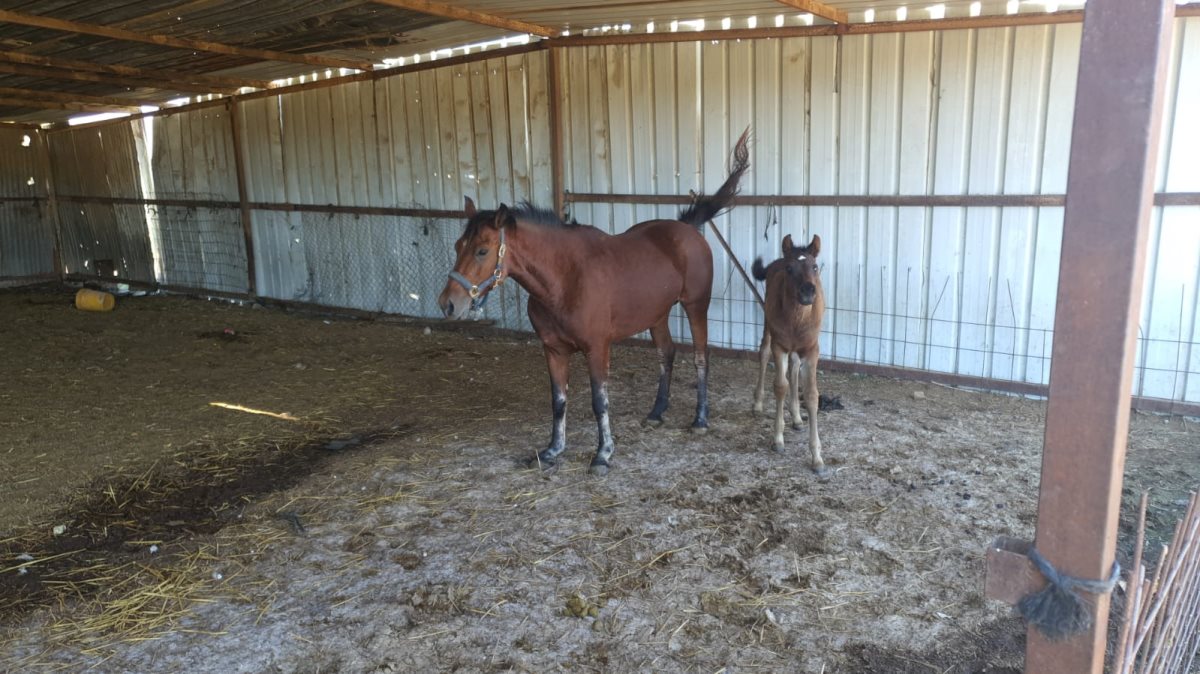 צילום דוברות משטרה