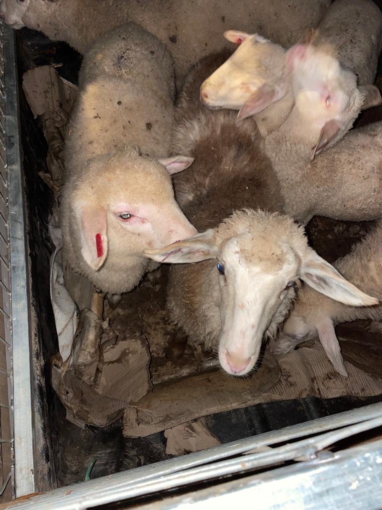 דוברות משטרה