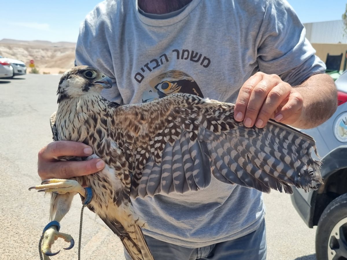 צילום יעל שדה