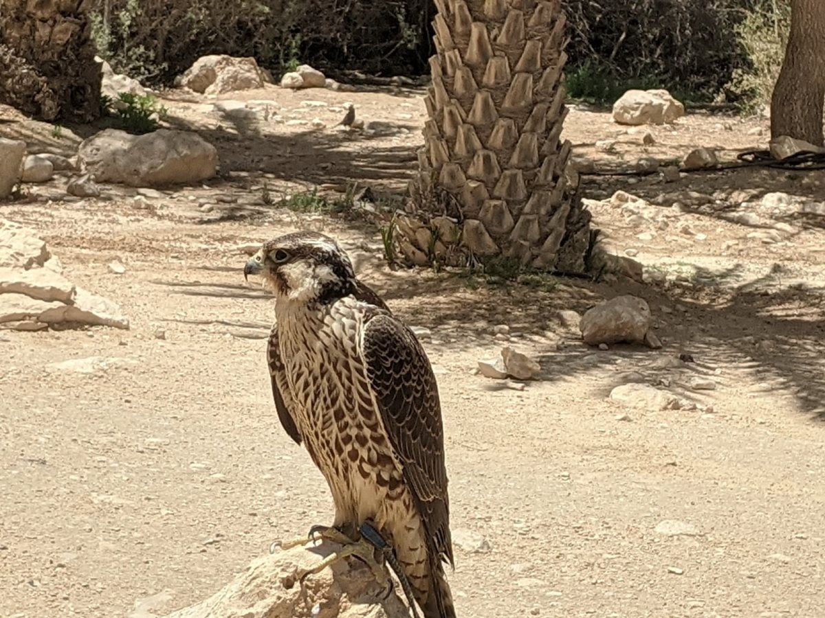 צילום סיון דמרי