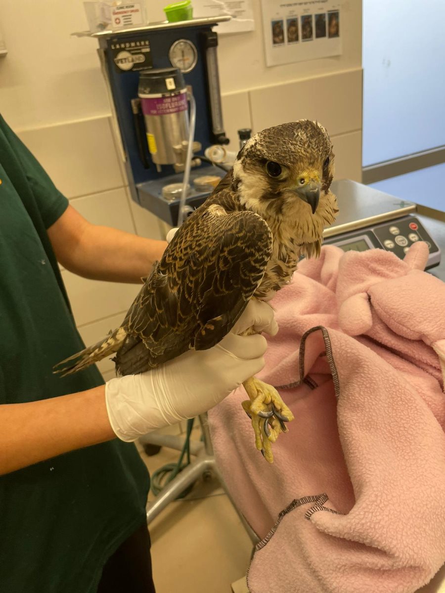 צילום רוני אליאס