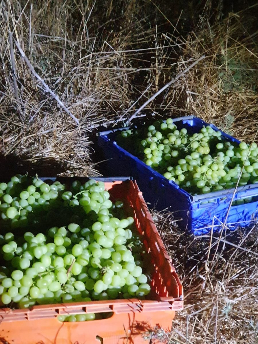 דוברות משטרה