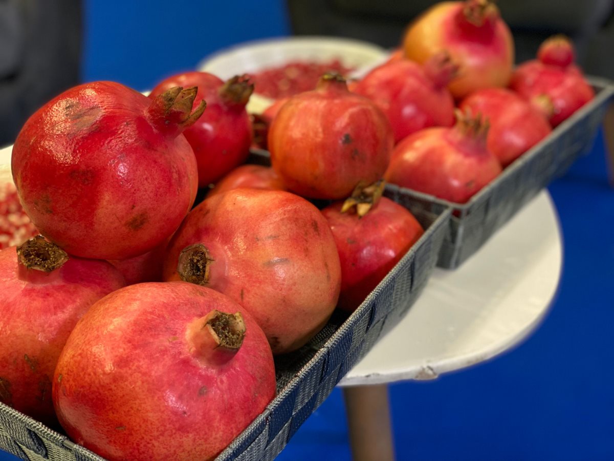 זן עכו - צילום אגרומשוב