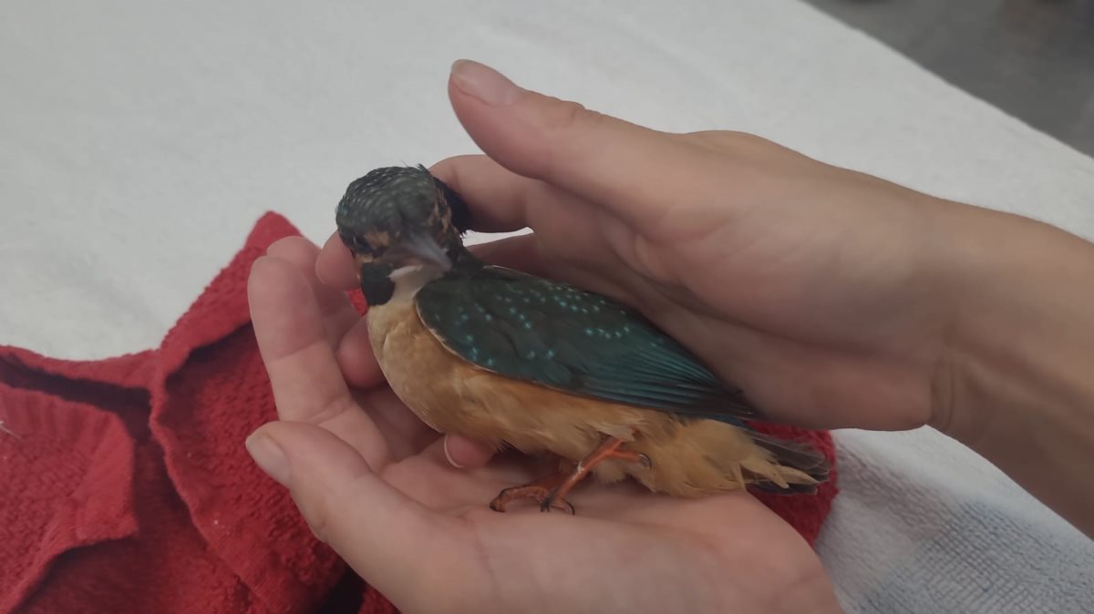 השלדג הפצוע-צילום אילנה דקל