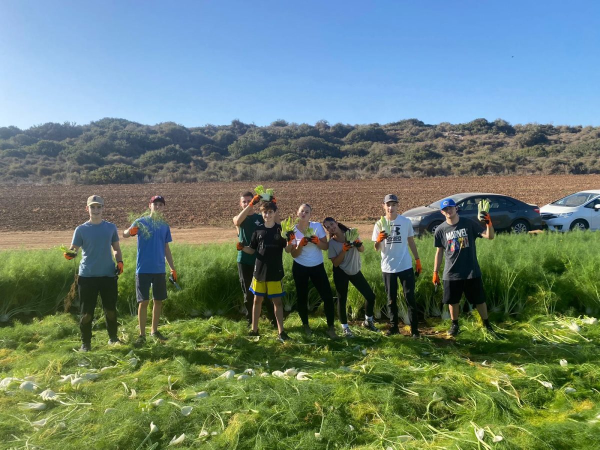 מועצה אזורית יואב