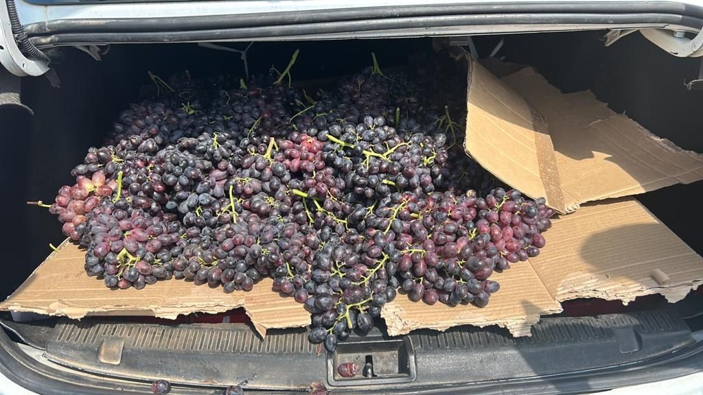 דוברות משטרה 