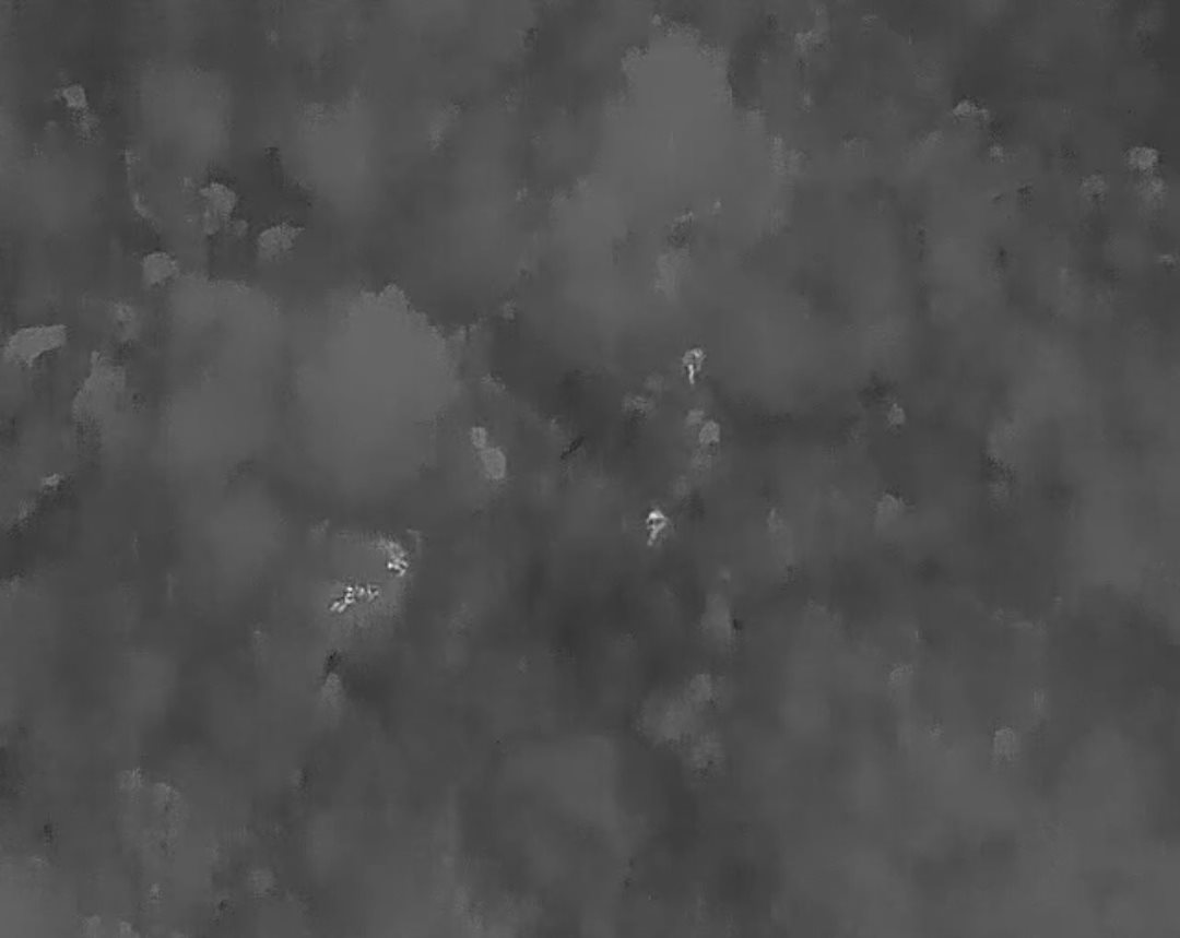 דוברות משטרה 