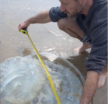 מדוזות ענק צפויות גם בקיץ(צילום: אוניברסיטת חיפה)