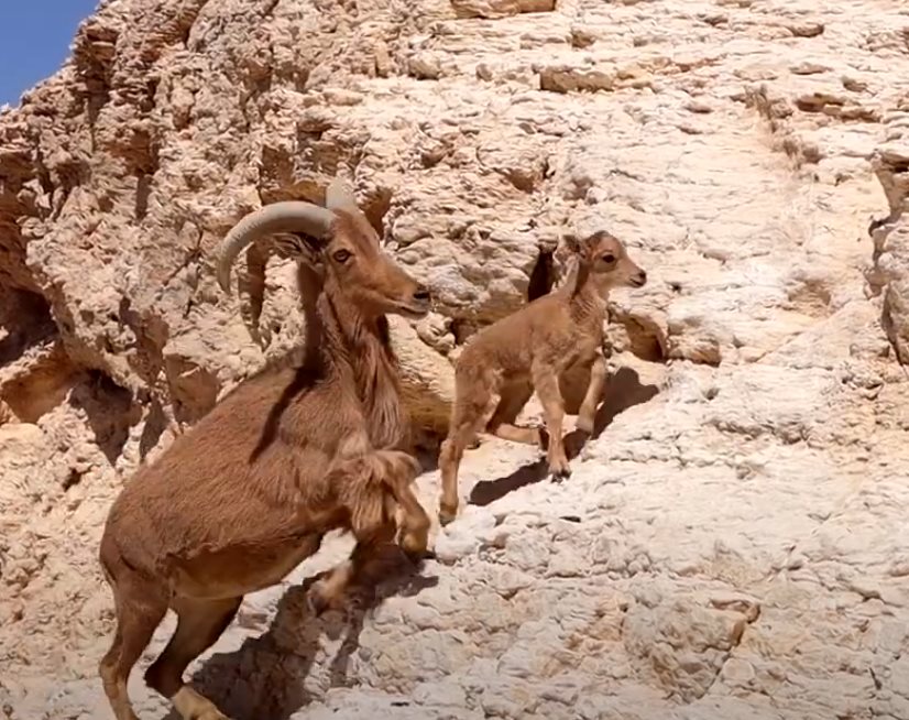 חוות האנטילופות, הערבה התיכונה