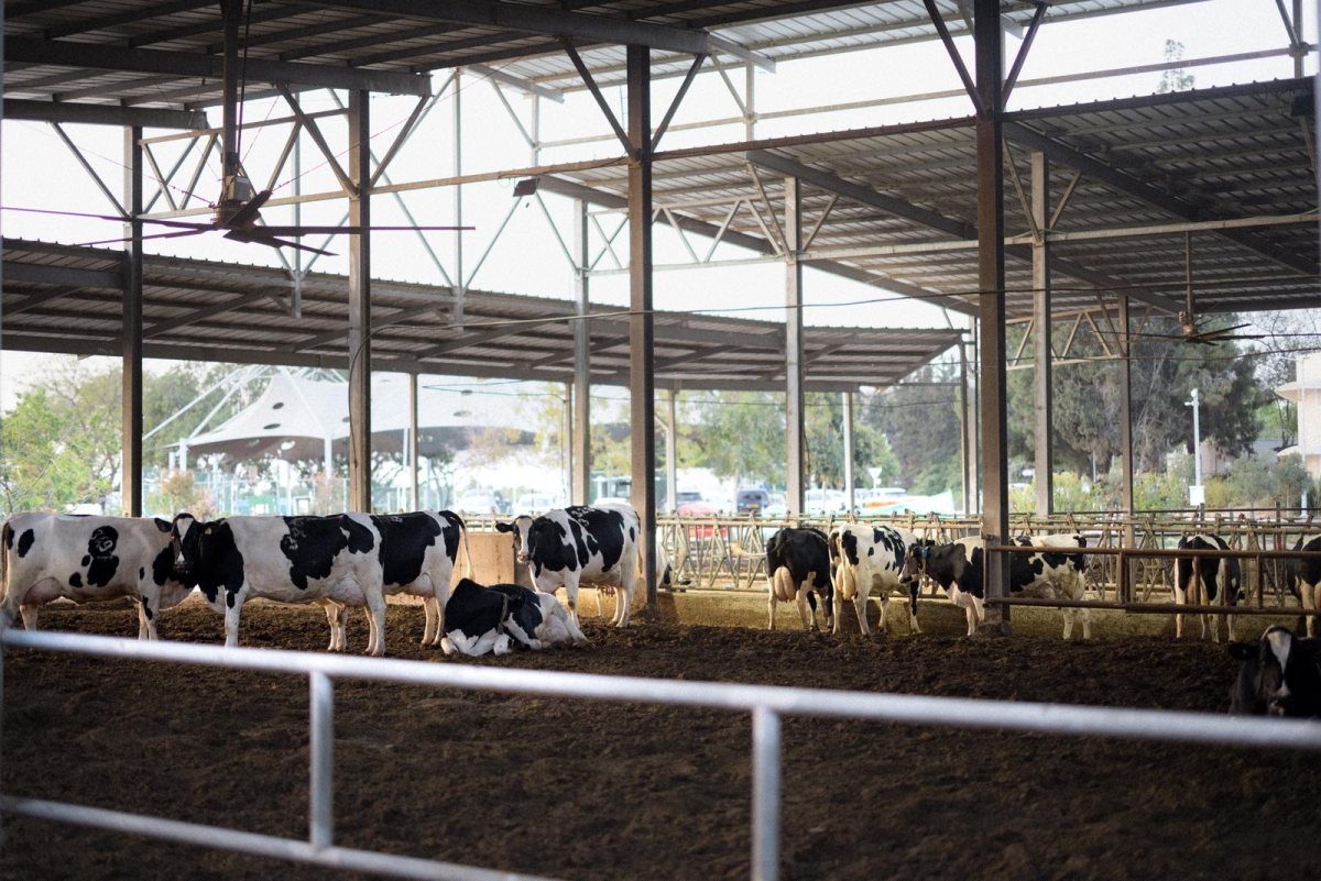  קרדיט- שחר יורמן