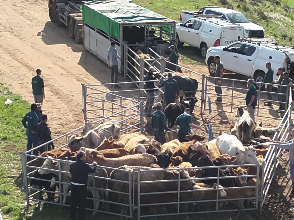 דובורת משטרה 