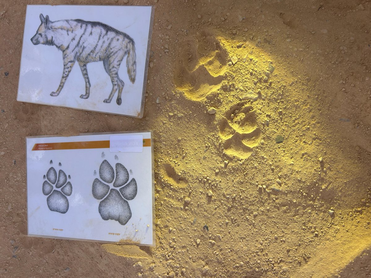 בעקבות עקבות - קרדיט נעמה סימוני