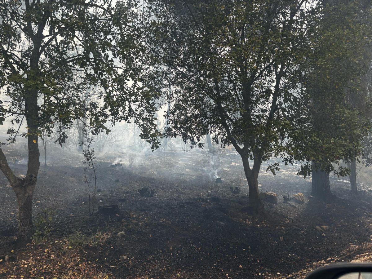 דוברות משטרה 