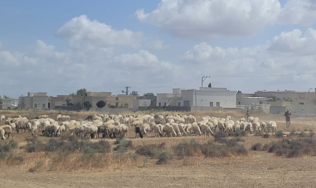 דוברות משטרה