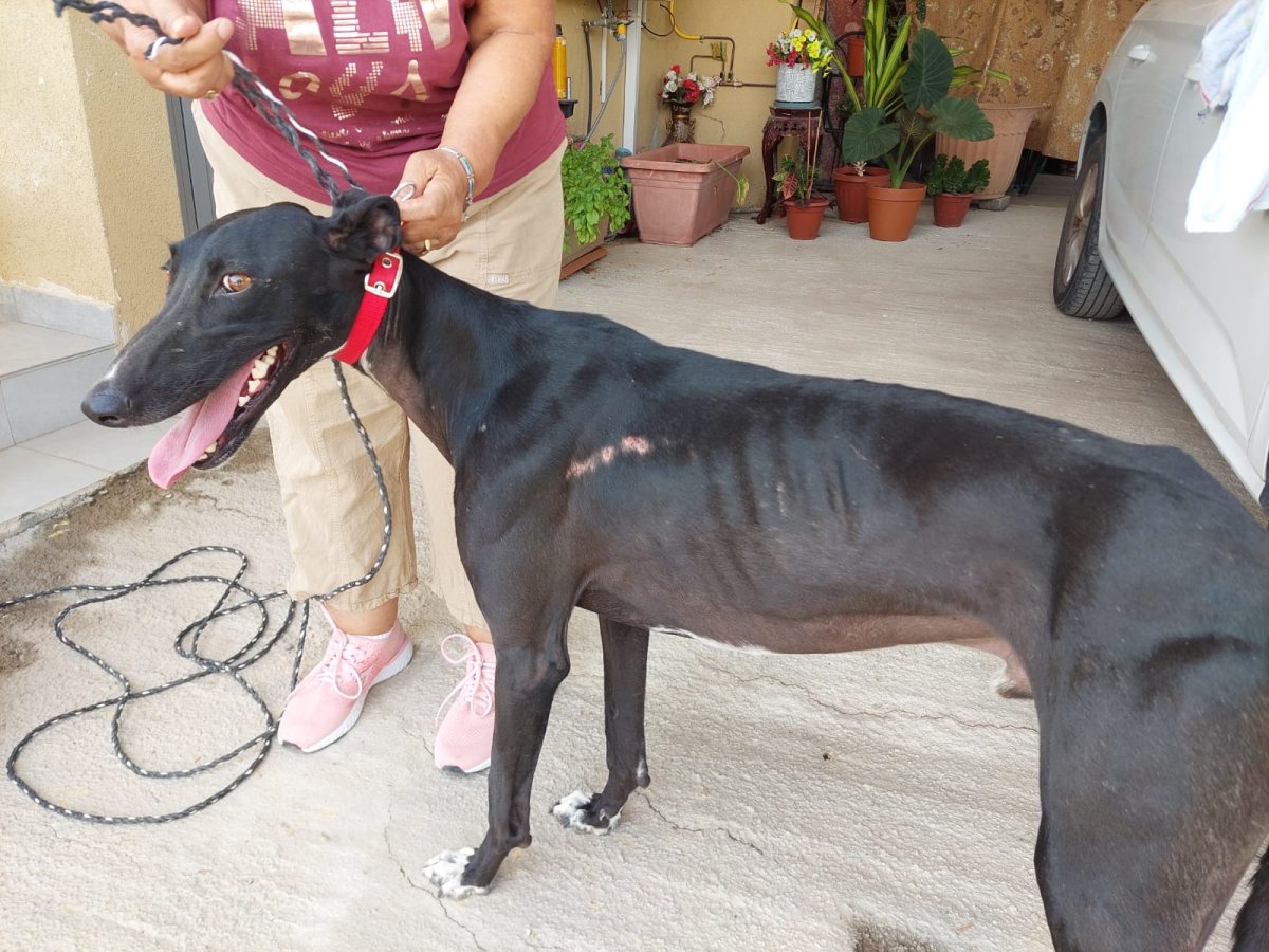 דוברות משטרה 