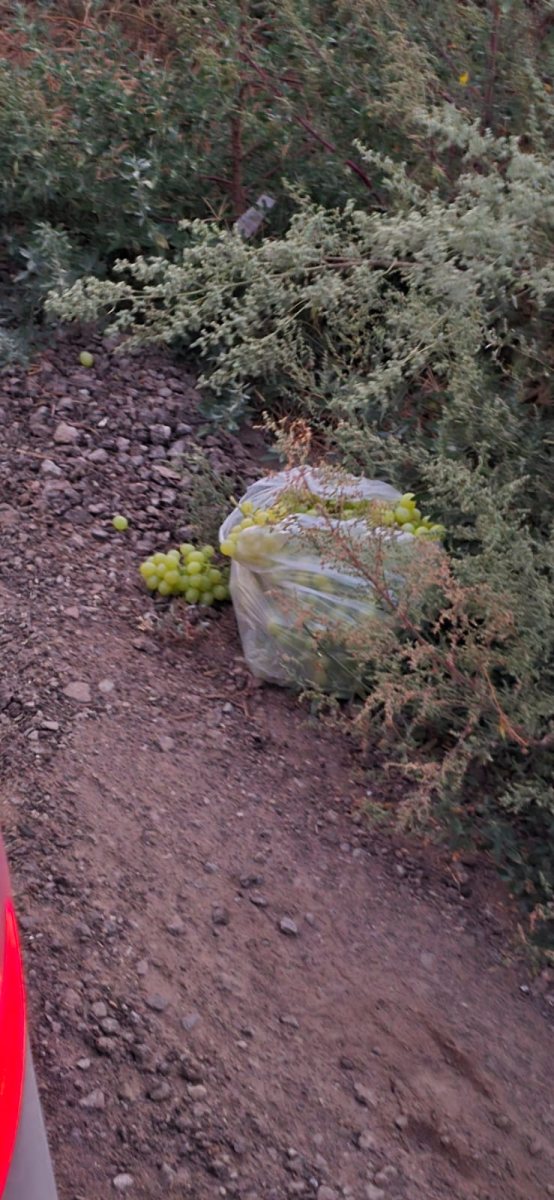 דוברות משטרה 