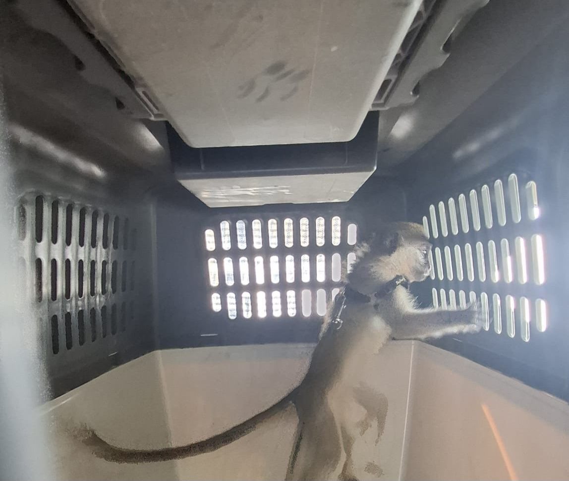 דוברות משטרה