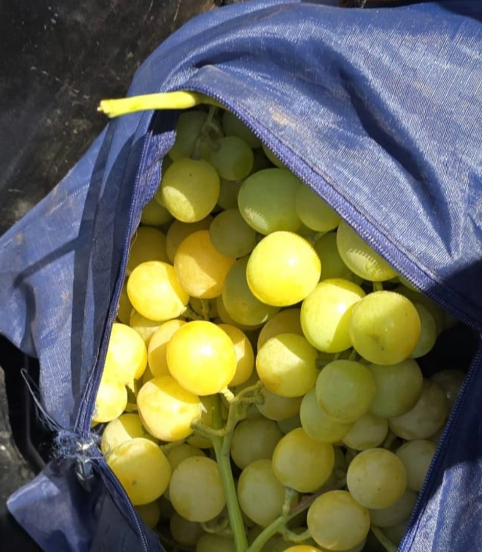 דוברות משטרה