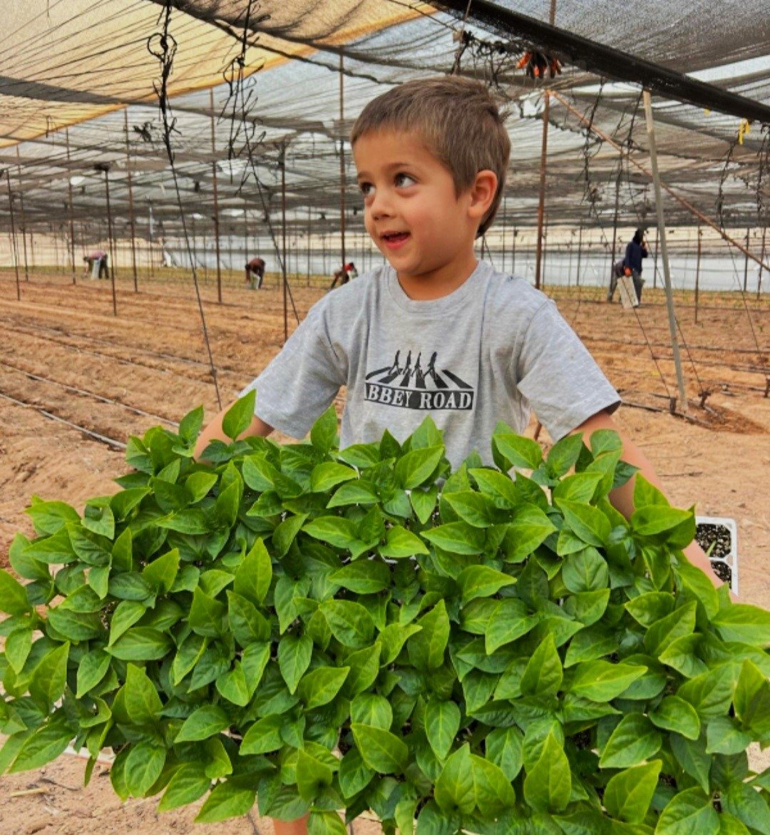שתילות פלפל במשק גנות, מושב פארן, בערבה התיכונה 