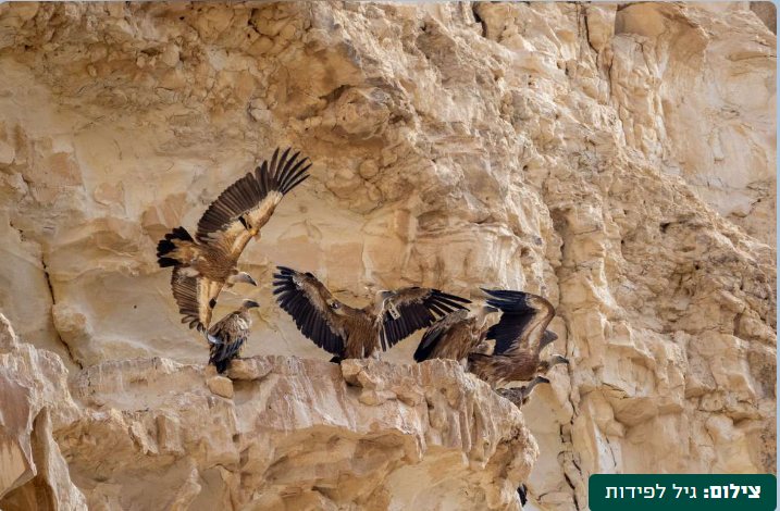 צילום גיל לפידות