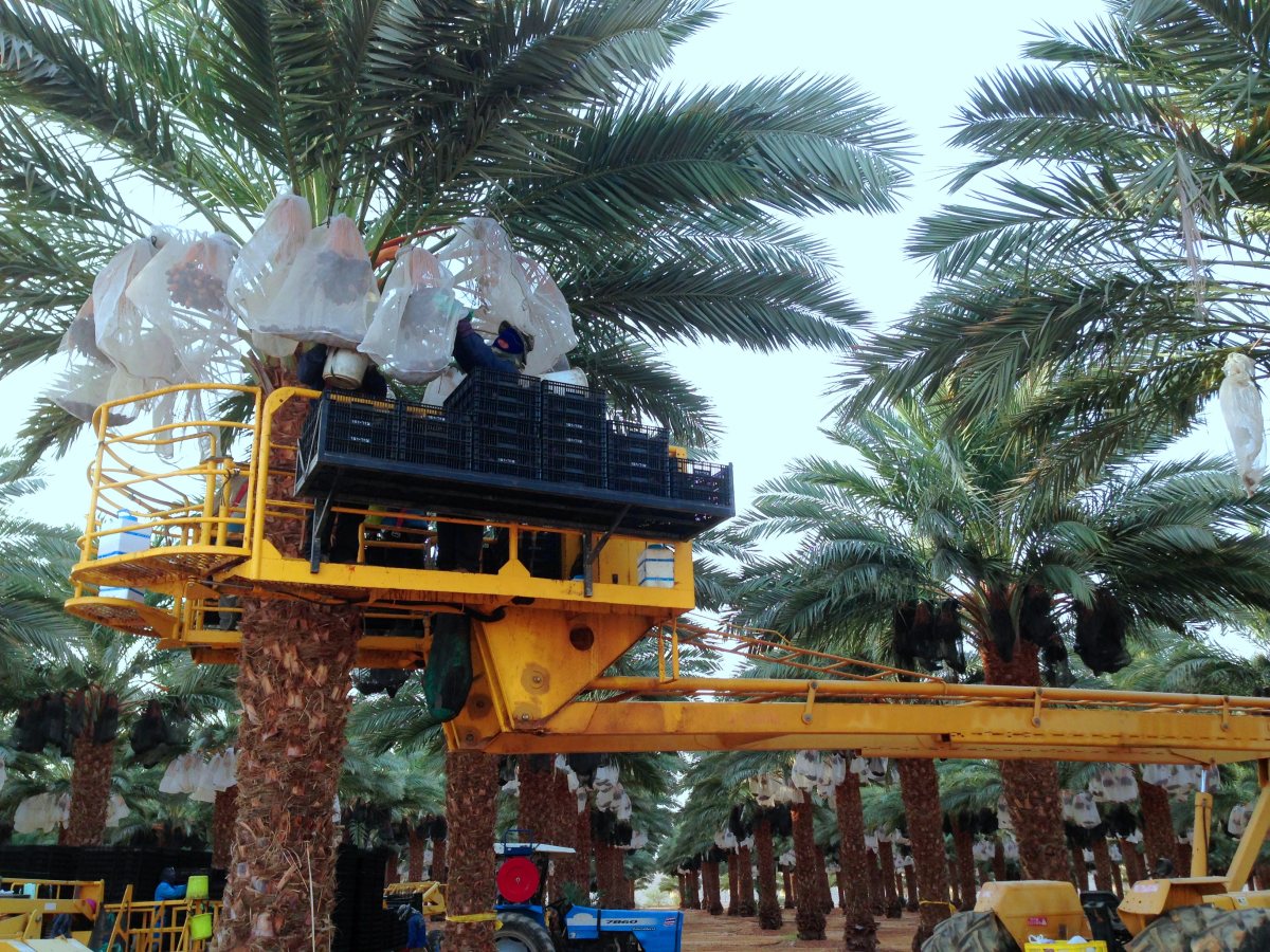 גדיד תמרים במטע בעין יהב ערבה  - תיכונה צילום תקשורות יעל שביט