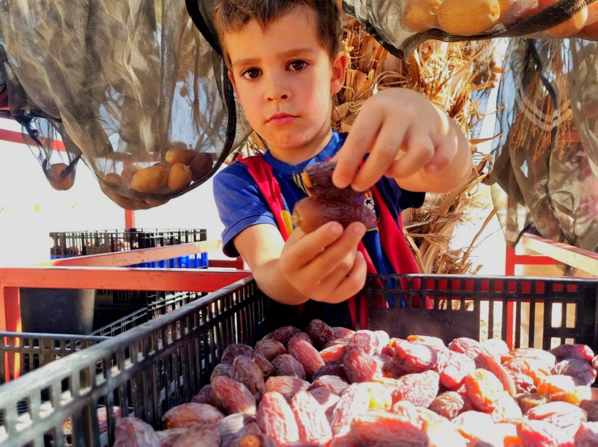 עמית (4) - גדיד תמרים בערבה התיכונה - קרדיט  צילום הילי בלוך