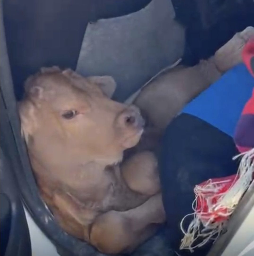 דוברות משטרה