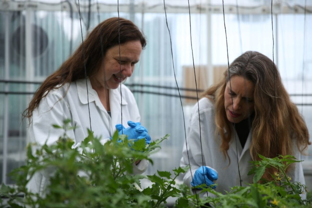טכנולוגיית חקלאות מולקולרית לייצור חלבוני חלב מן הצומח - צילום Finally Foods