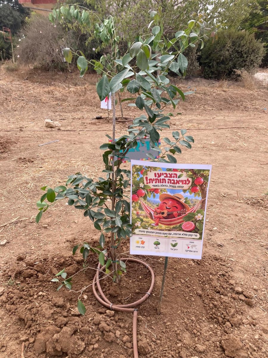 תמונות באדיבות המועצה