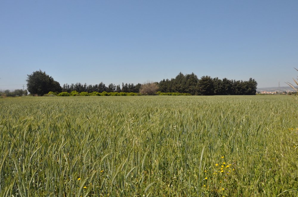 depositphotos קרקע