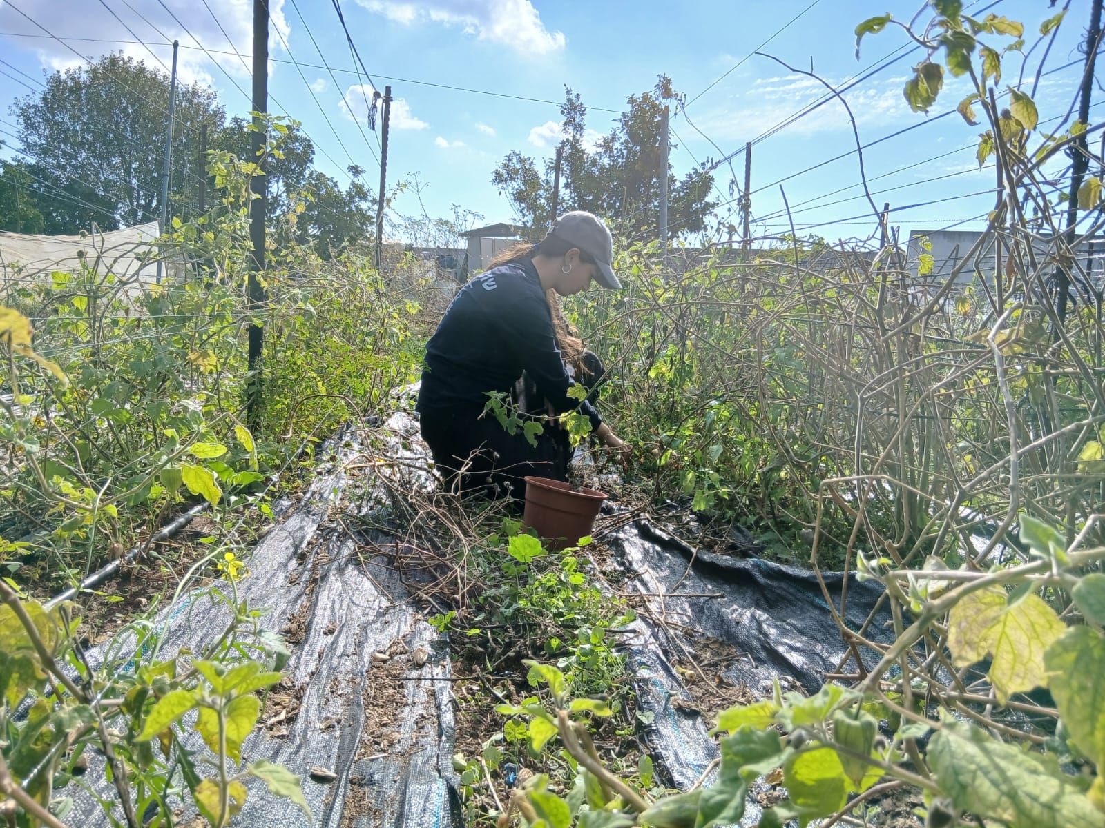  קרדיט: חיבורים בחקלאות.
