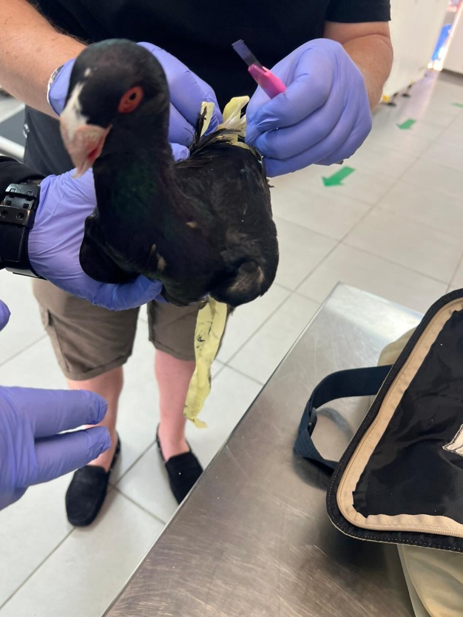 רשות המיסים