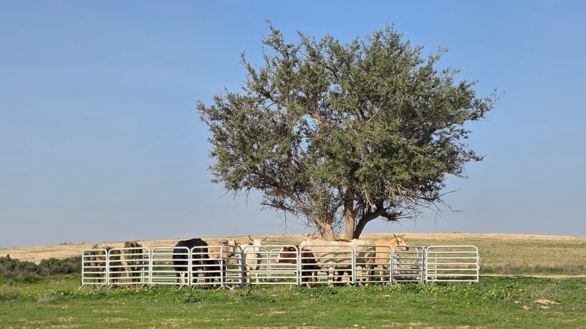 פינוי עדר פרות משמורת טבע פארק הלס ושטח אש 400. קרדיט - הסיירת הירוקה, רשות הטבע והגנים