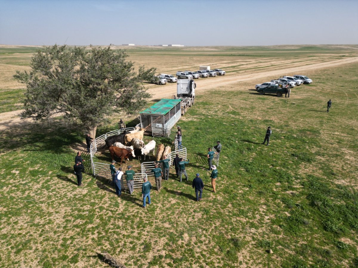 פינוי עדר פרות משמורת טבע פארק הלס ושטח אש 400. קרדיט - הסיירת הירוקה, רשות הטבע והגנים (5)