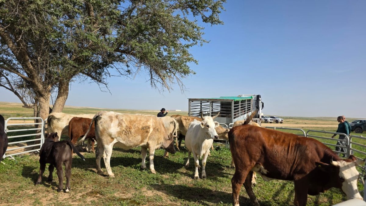 פינוי עדר פרות משמורת טבע פארק הלס ושטח אש 400. קרדיט - הסיירת הירוקה, רשות הטבע והגנים