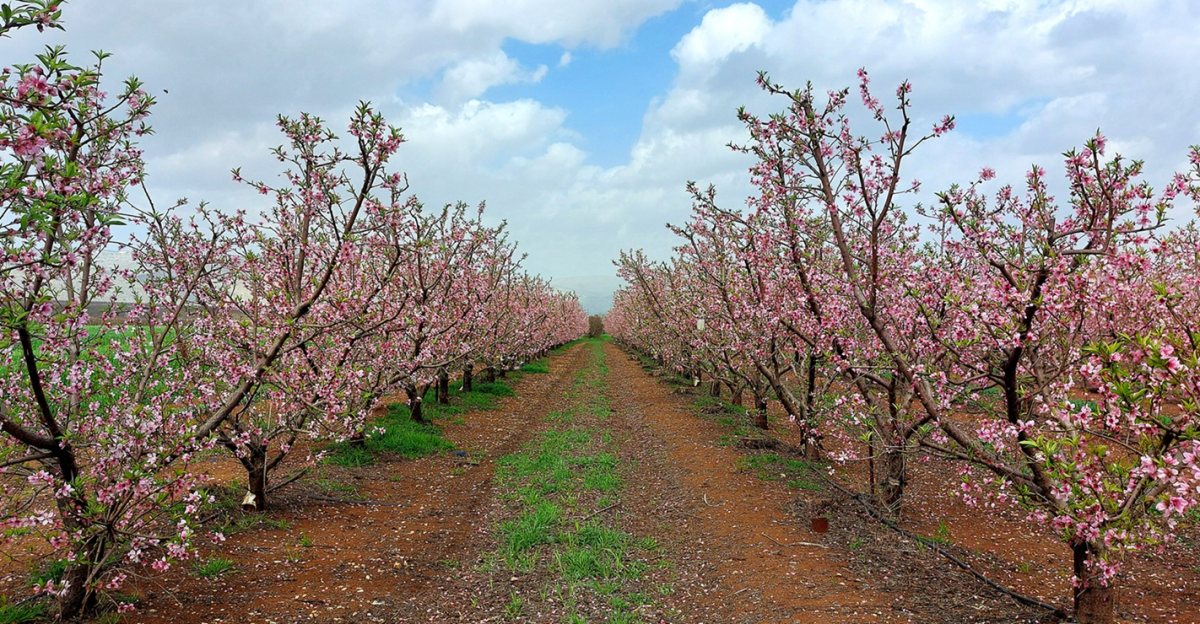 פריחת מטע נקטרינה ביסוד המעלה - צילום ארגון מגדלי הפירות