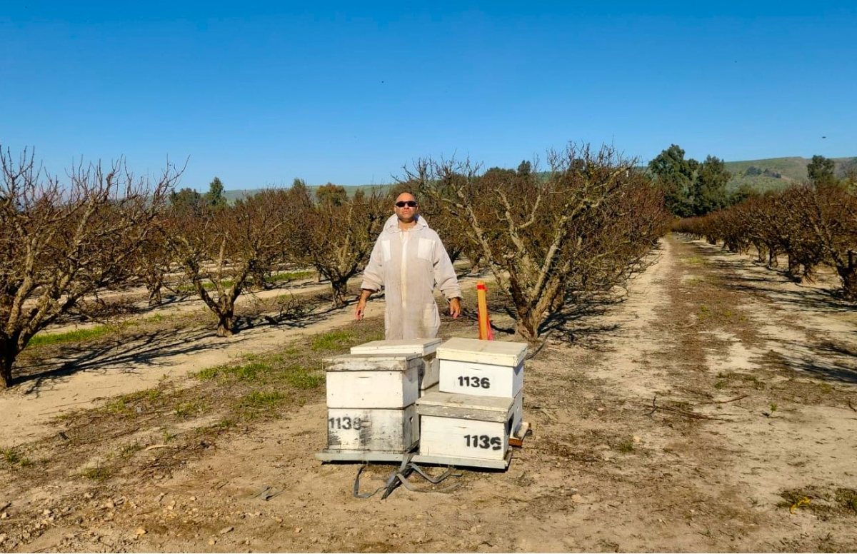 עמית יוסף מציב כוורות במטע בגליל העליון צילום מכוורת הכל דבש