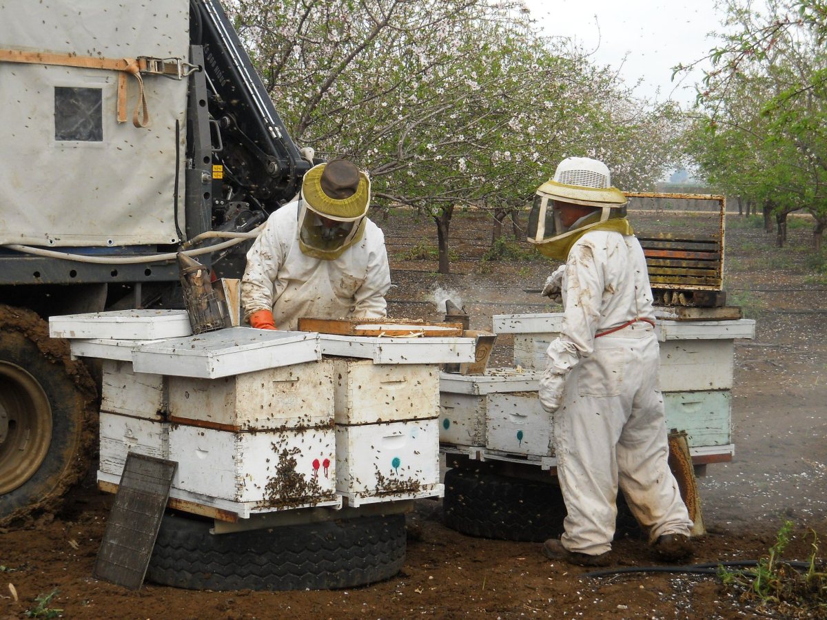 הנחת כוורות דבורים במטע שקד לצורך האבקה (הפרייה)צילום יוסי סלבצקי