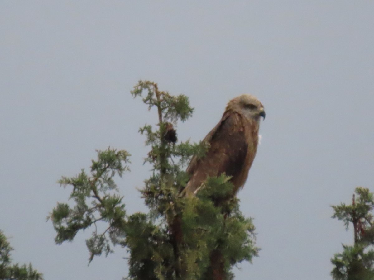 קרדיט צילום רשות הטבע והגנים, אזור החרמון, דיה שחורה
