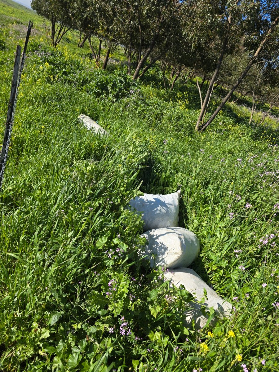 צילום - אוריה וזאנה, רשות הטבע והגנים