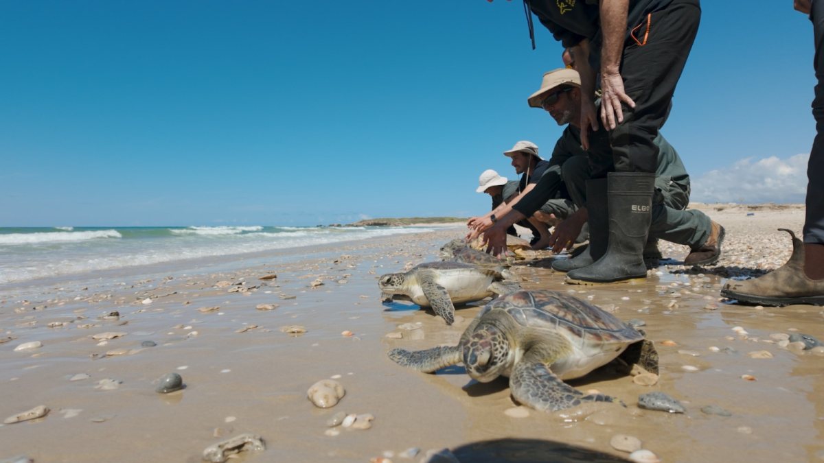 שחרור הצבים. צילום ארז ארליכמן, רשות הטבע והגנים 