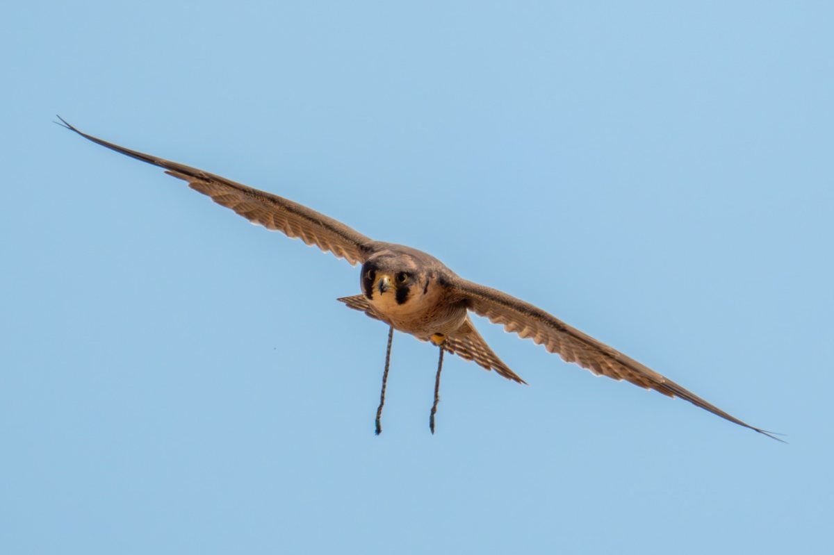 צילום יובל דקס החברה להגנת הטבע